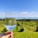Bor és Balaton a Homola Borteraszon - az Olyanjó fotója