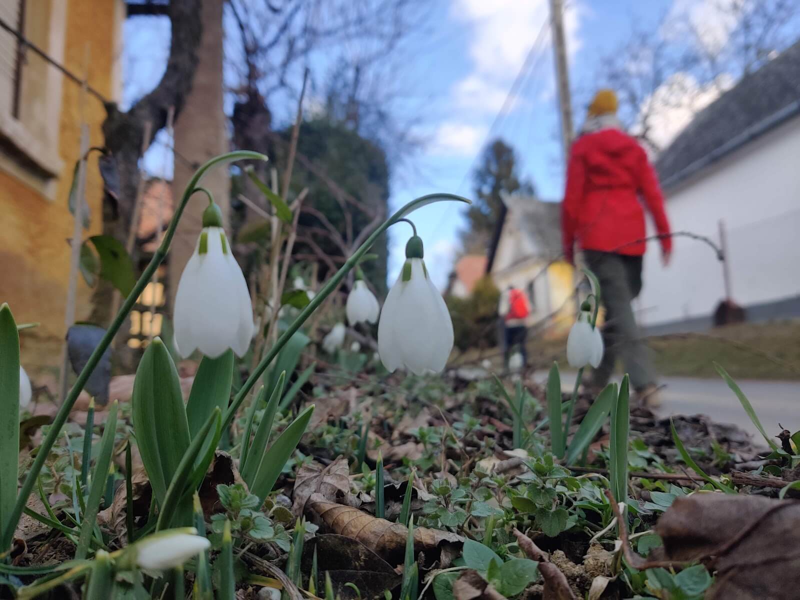 Már nyíltak a hóvirágok az Öregförhénci úton - az Olyanjó! fotója