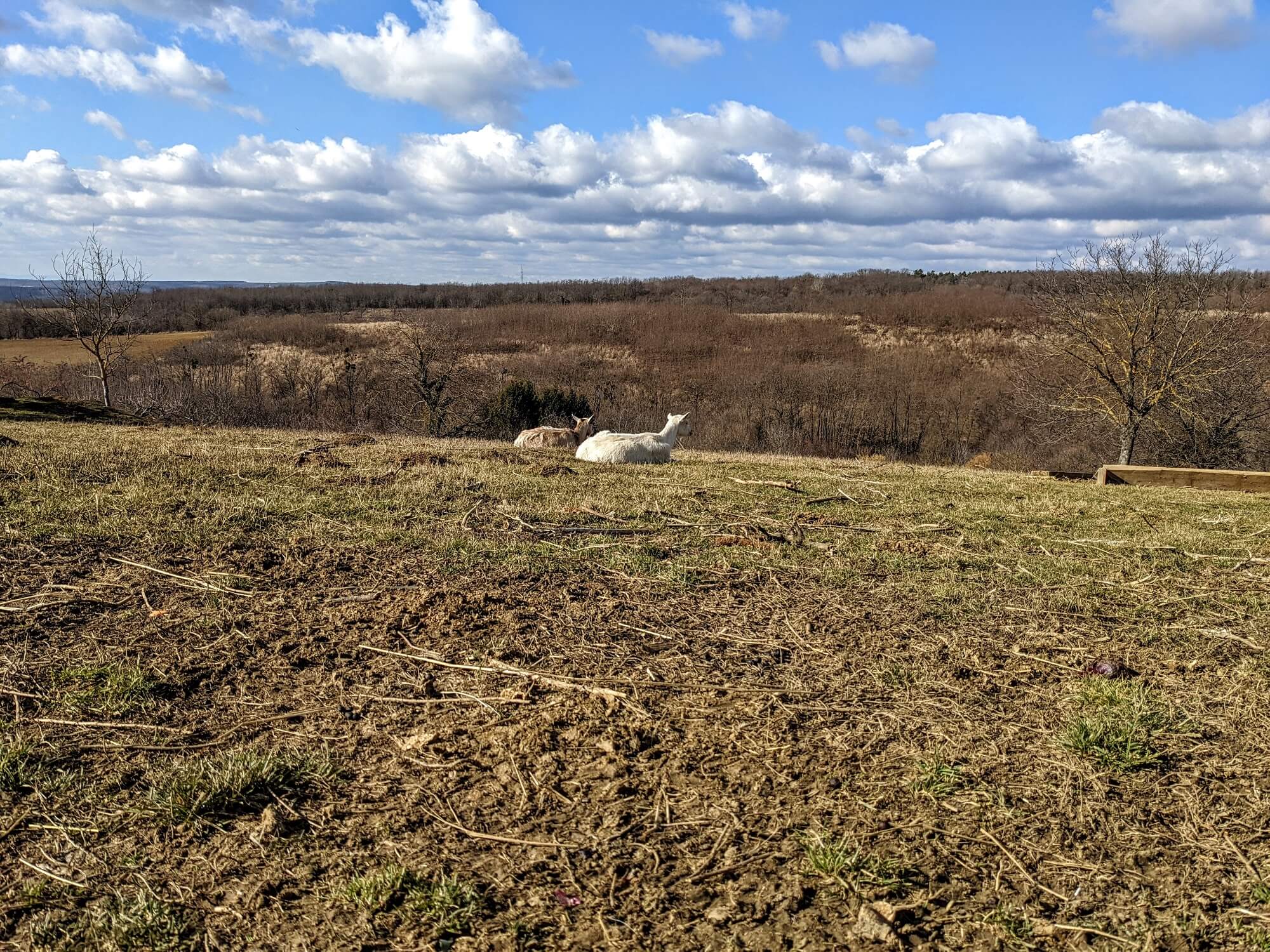 A Förhénc hegyi állatok is a panorámában gyönyörködnek - az Olyanjó! fotója