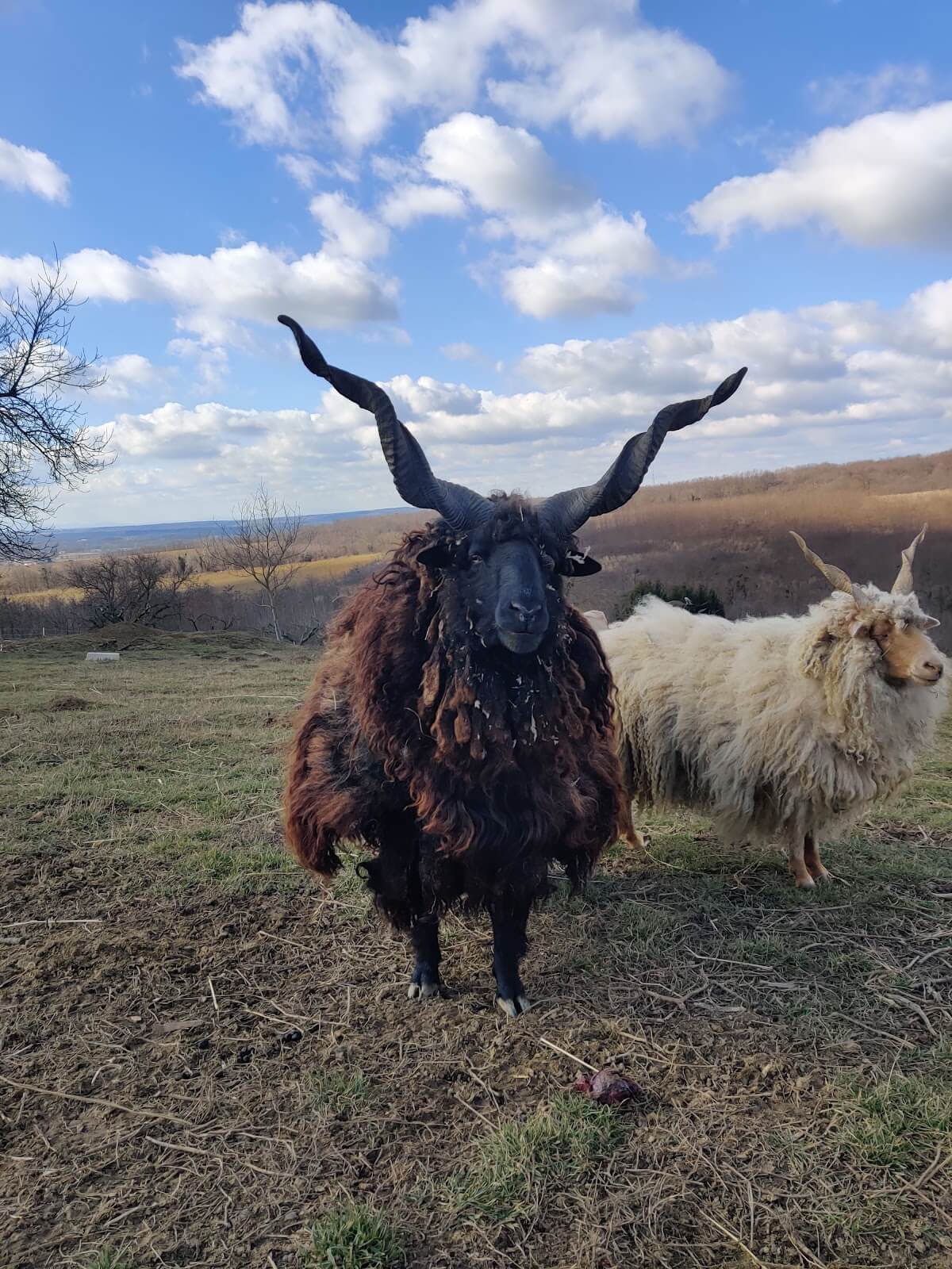 Magyar racka juh teljes pompájában - az Olyanjó! fotója