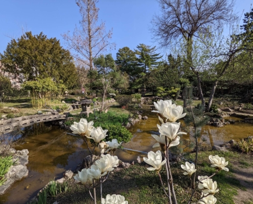 Japánkert Zugló - az Olyanjó! saját fotója